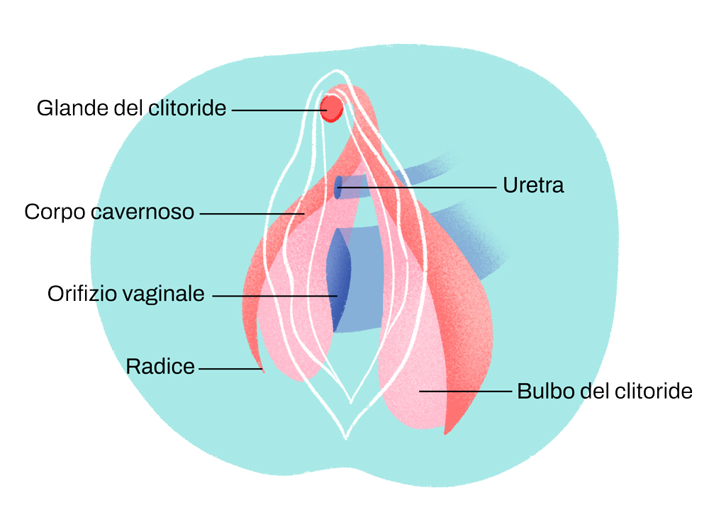 anatomia clitoride con immagine