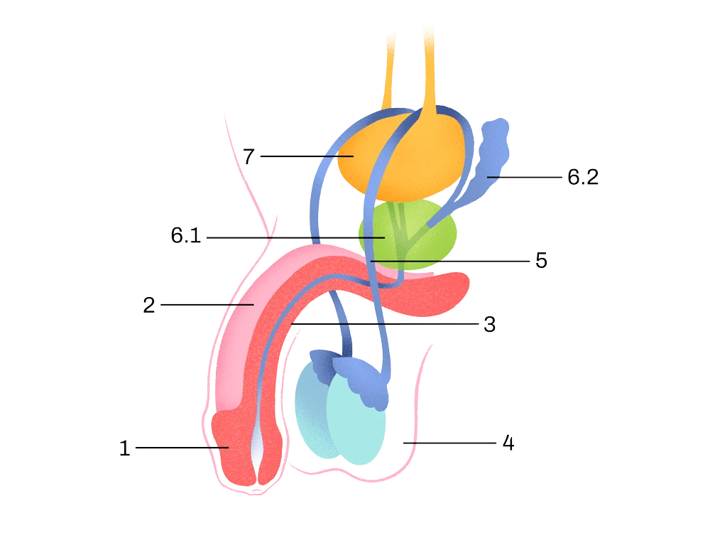 anatomia del pene: schema