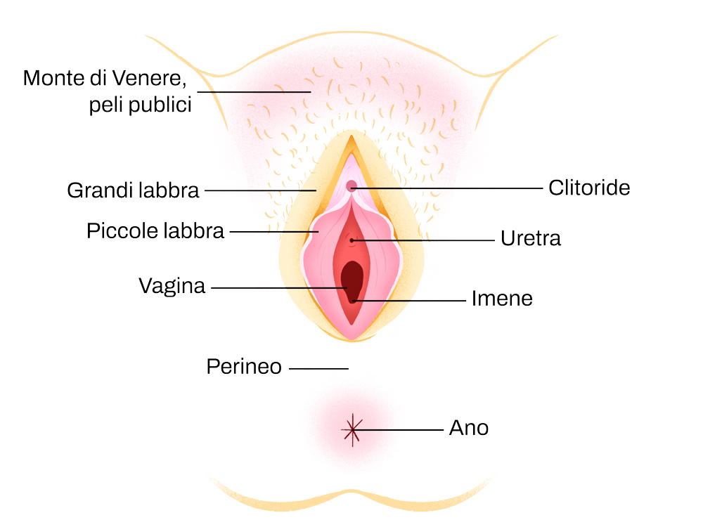 schema anatomia della vulva