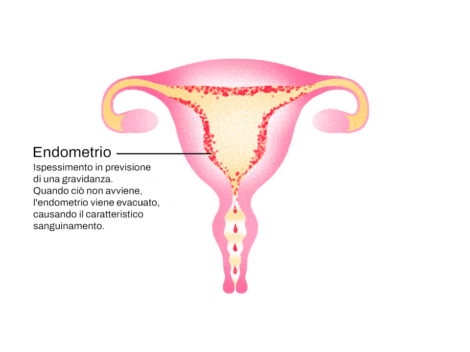 funzionamento del ciclo mestruale: le mestruazioni e l'endometrio